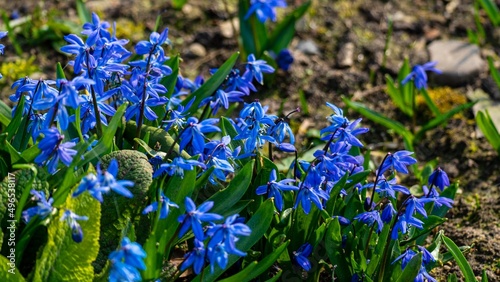 Primroses in the spring sun