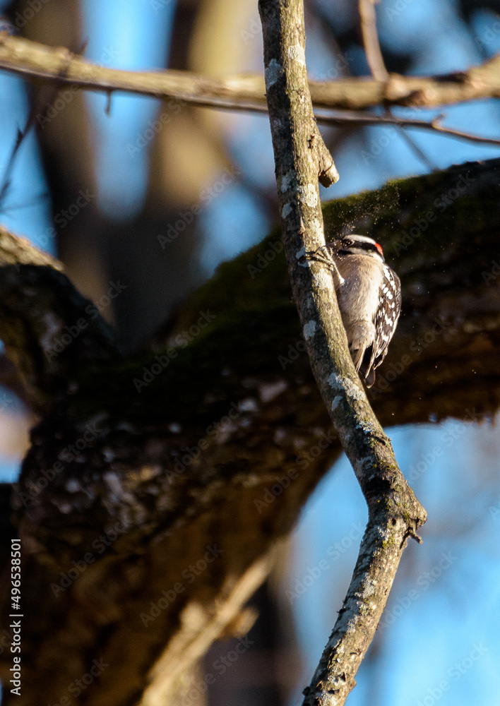 Vertical Image Of Woodpecker Perched In Tree-4058
