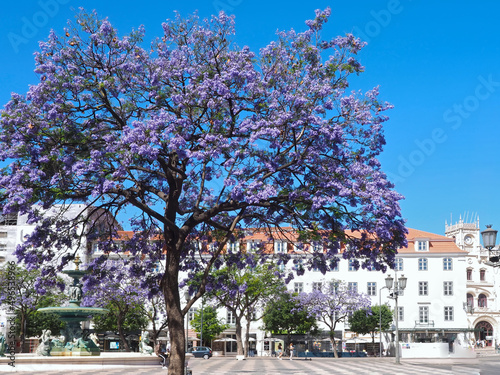 Rossio square in Lisbon in Portugal with purple blooming Jacaranda mimosifolia trees