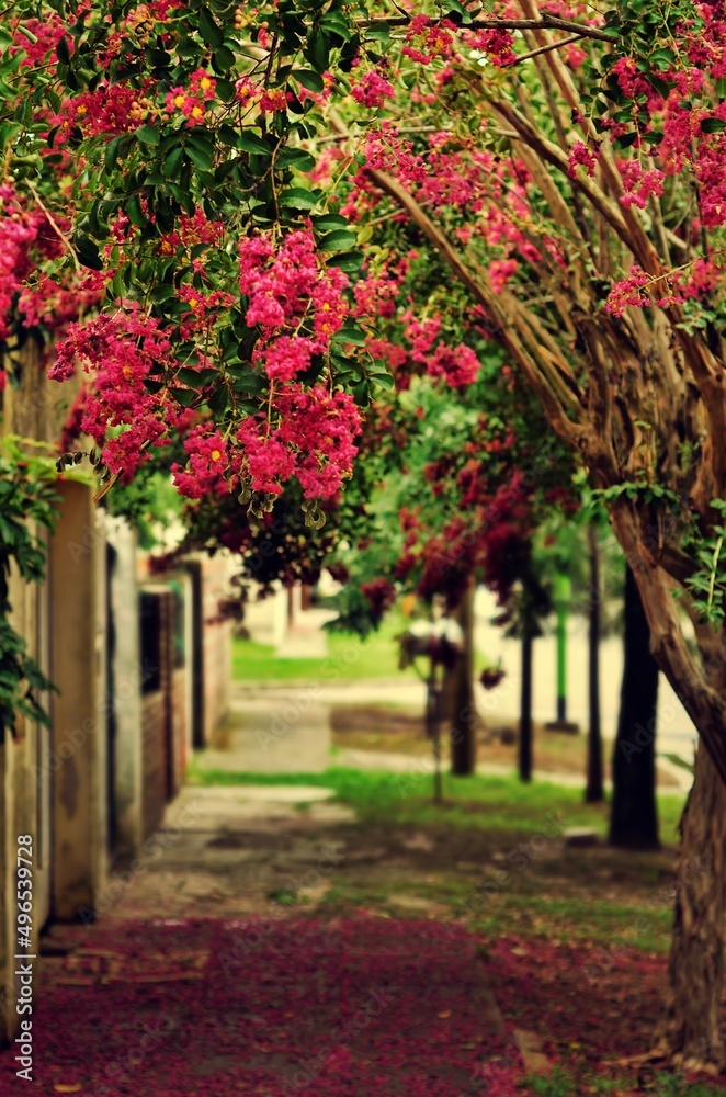 Fototapeta premium Paisaje florido