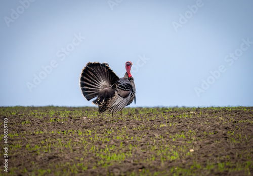 A wild turkey went to an agricultural field with wheat seedlings in search of food