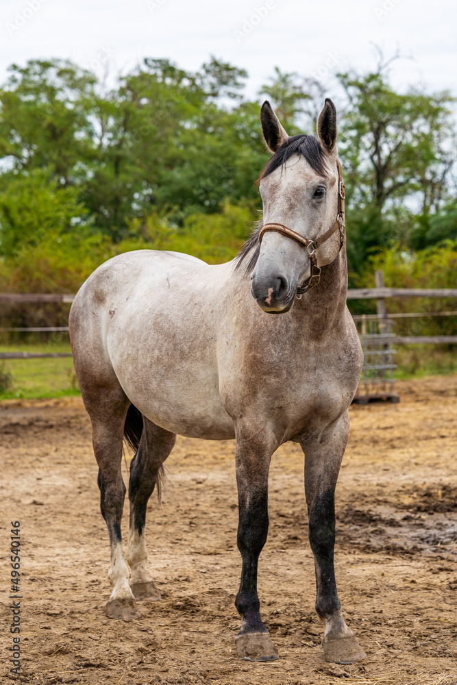 beautiful white young healthy horse on the farm beautiful white young healthy horse on the farm