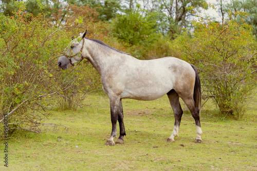 beautiful white young healthy horse on the farm