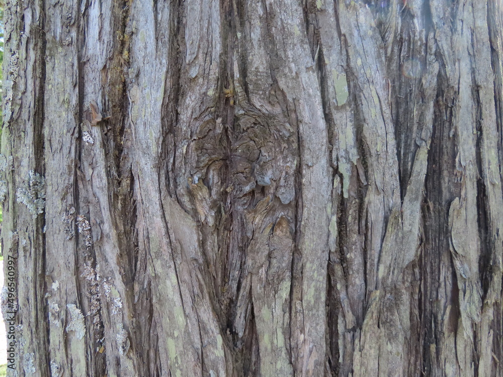 bark texture
