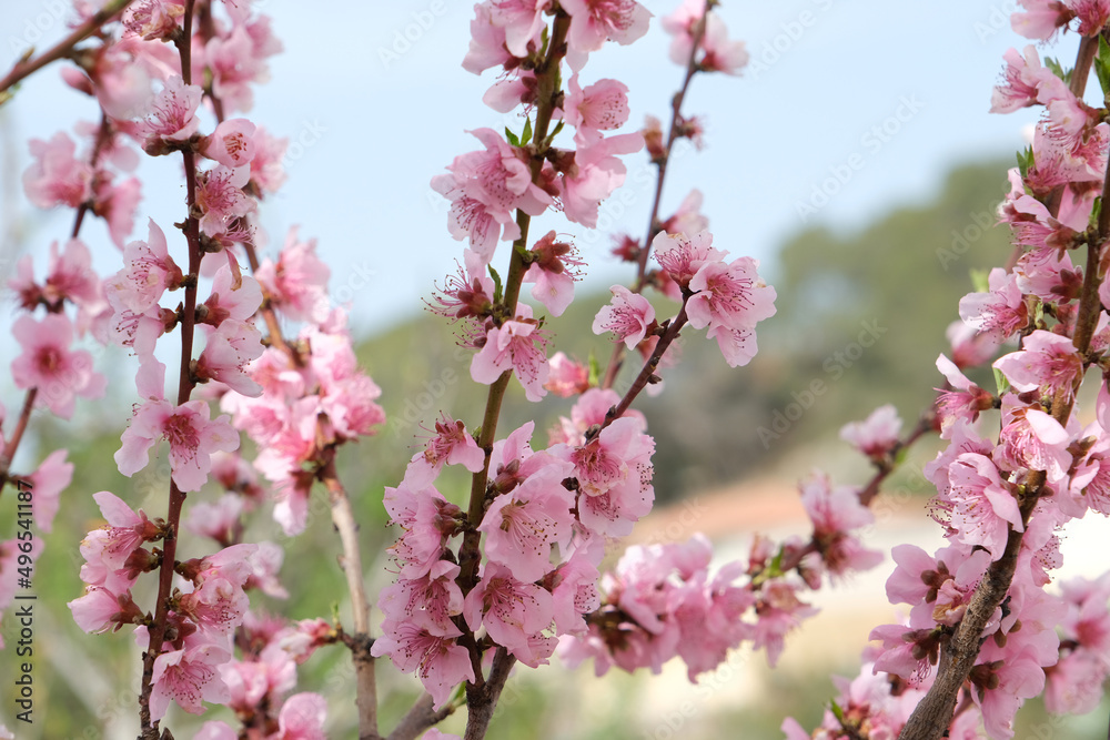 Peach blossom flowers