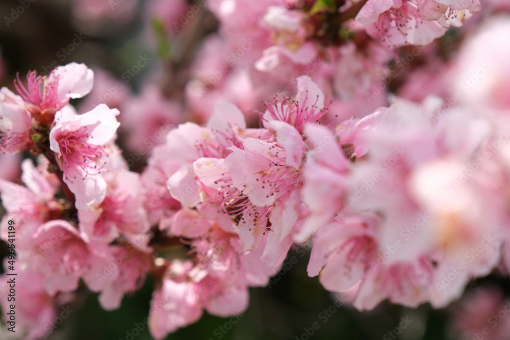 Blossoming peach tree, spring. Space for text