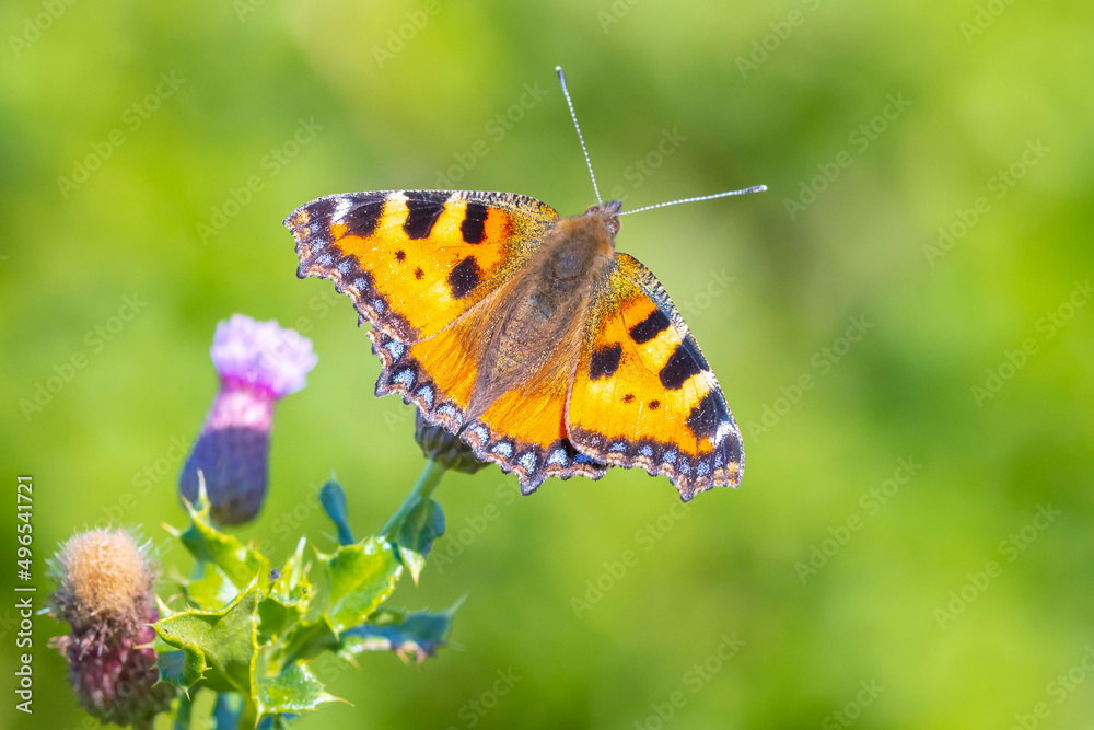 Aglais urticae, small tortoiseshell butterfly top view, open wings Aglais urticae, small tortoiseshell butterfly top view, open wings