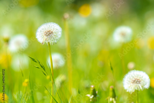 Fototapeta Naklejka Na Ścianę i Meble -  Dandelion seeds blowing away with the wind in a natural blooming meadow