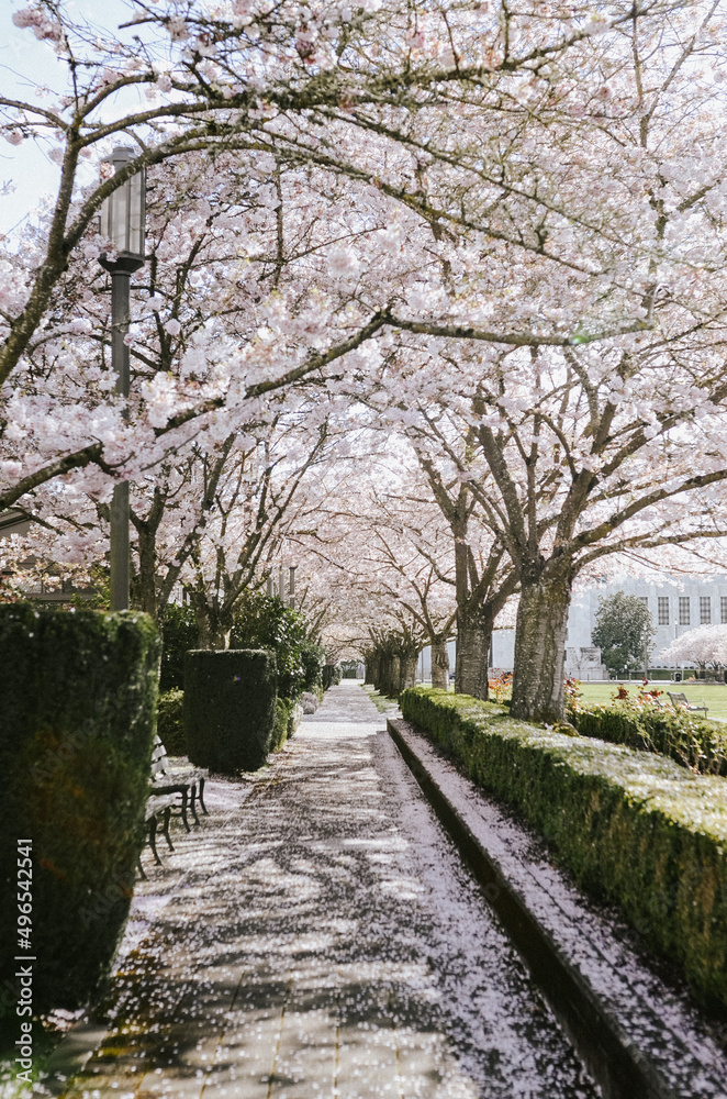 Capitol City Cherry Blossoms