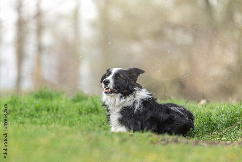 Dogs and bad weather days: A black and white border collie dog lying on a wet meadow on a rainy day