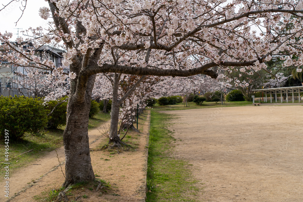 Obraz premium 日岡山公園