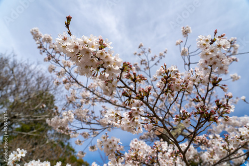 Wallpaper Mural 日岡山公園 Torontodigital.ca