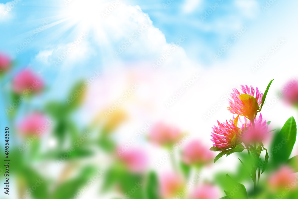 Blooming purple clover flower. macro photography on a summer sunny day.