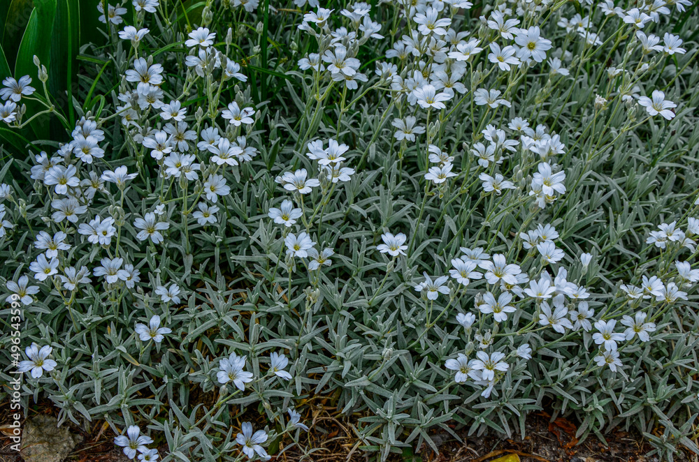 Cerastium tomentosum in bloom. Pretty small white flowers Cerastium tomentosum in bloom. Pretty small white flowers