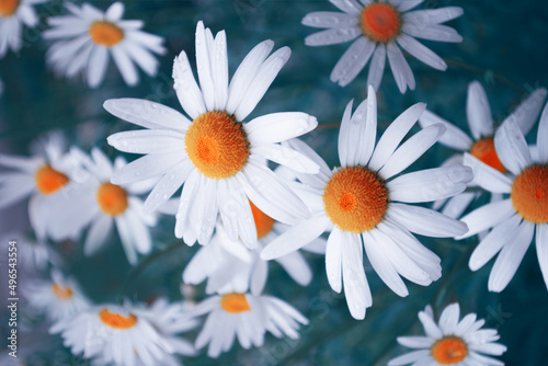 Fototapeta Naklejka Na Ścianę i Meble -  White bright daisy flowers on a background of the summer landscape.