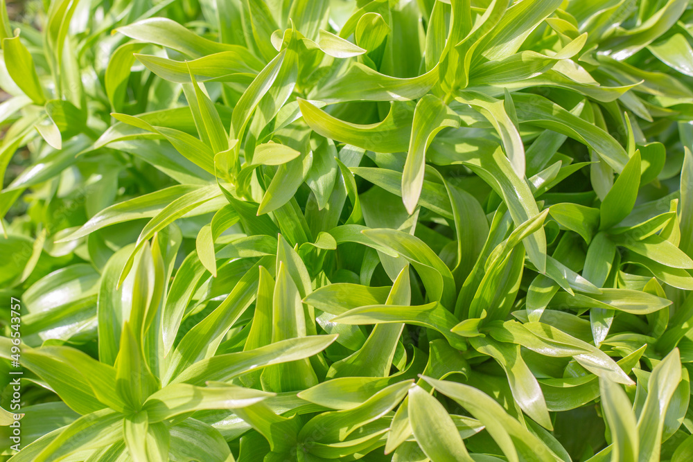 Obraz premium Green vegetable background. Leaves of a young lily in spring