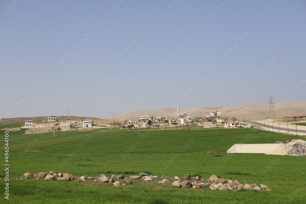 Obraz premium sheep on a farm