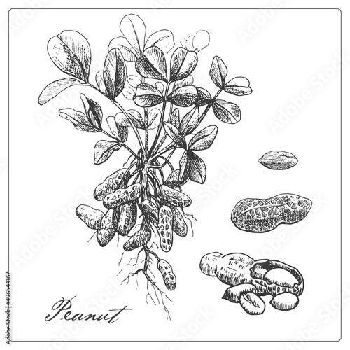 Peanut set plant and nut fruits. Hand drawn sketch.Vector graphic illustration. Black and white collection isolated elements for design packing logo