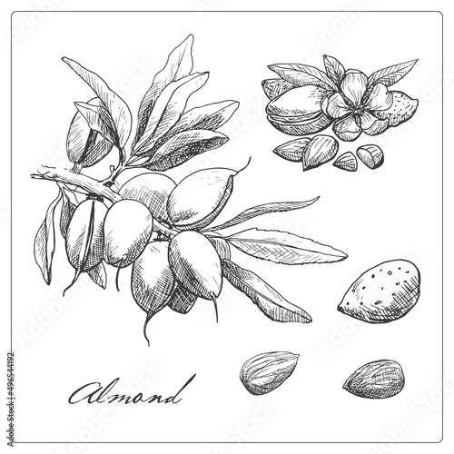 Almond set branch and nut fruits. Hand drawn sketch.Vector graphic illustration. Black and white collection isolated elements for design packing logo