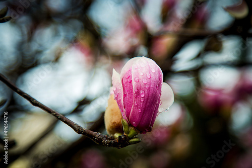 spring flowers and buds of magnolia sulanja, on a tree
 photo