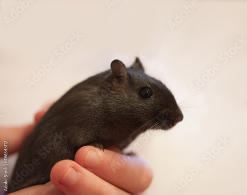 Lovely gerbil held in hand, white background