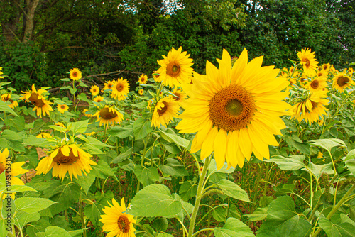 field of sunflowers