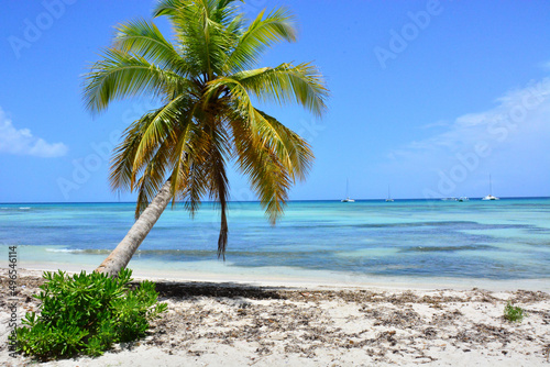 Saona Island  Dominican Republic - Palm tree on Isla Saona  Caribbean coast