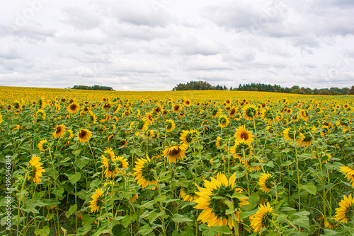 field of sunflowers photo
