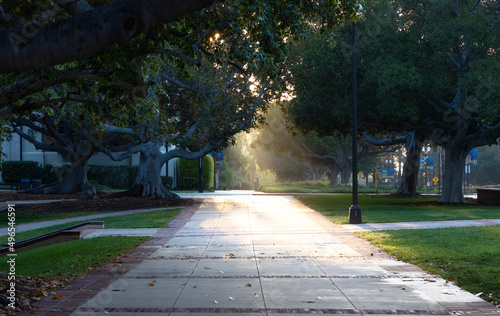 Early morning sunbeams breaking through trees to light a sidewalk on the campus of UCLA  photo
