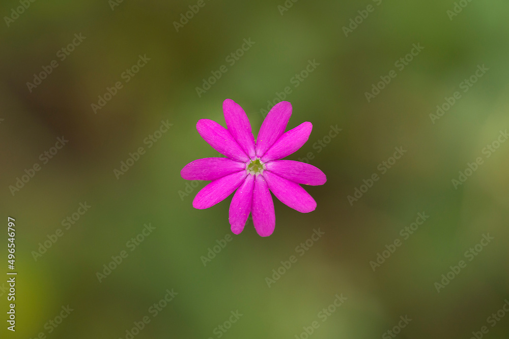 Cretan Catchfly (Silene cretica) flower flowering in Spili, Crete, Greece Cretan Catchfly (Silene cretica) flower flowering in Spili, Crete, Greece