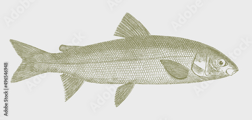 Mountain whitefish prosopium williamsoni, freshwater fish in side view photo