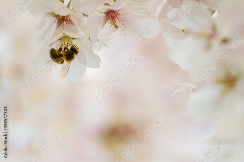 closeup of bee on spring cherry blossom on bokeh background