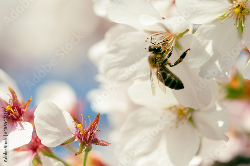 closeup of bee on cherry blossom in spring