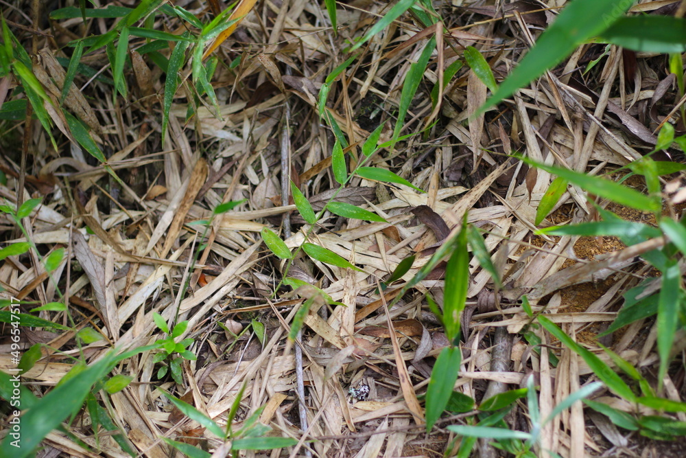 Folhas verdes e folhas secas, folhas secas no chão da natureza, folhas secas no chão Folhas verdes e folhas secas, folhas secas no chão da natureza, folhas secas no chão