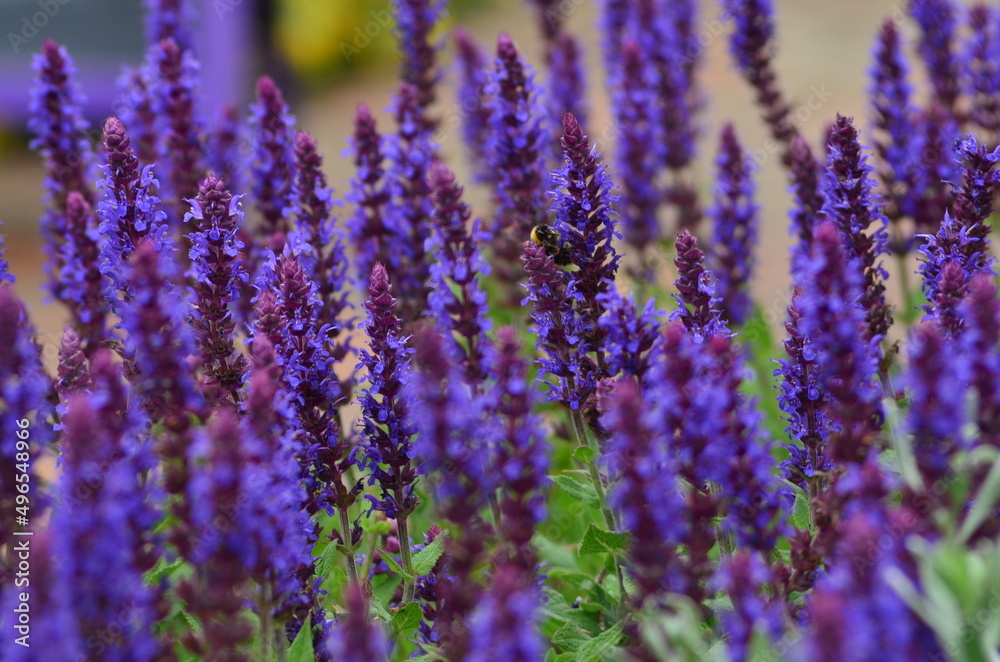 Obraz premium Bees in flowers