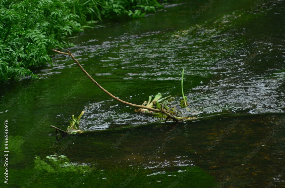 Fototapeta premium Branch in water