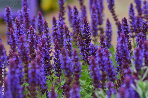 Bees in flowers