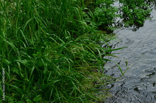 Grass at side of river
