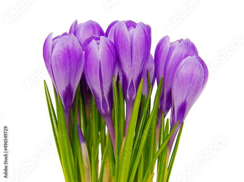 Crocus isolated on the white background