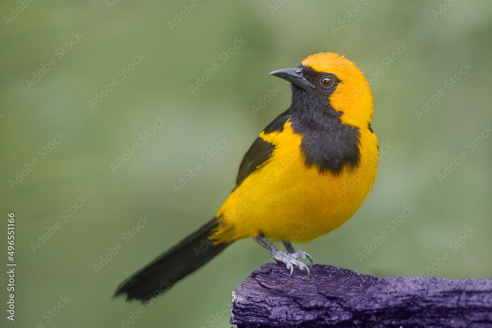 El amarillo en la naturaleza El amarillo en la naturaleza
