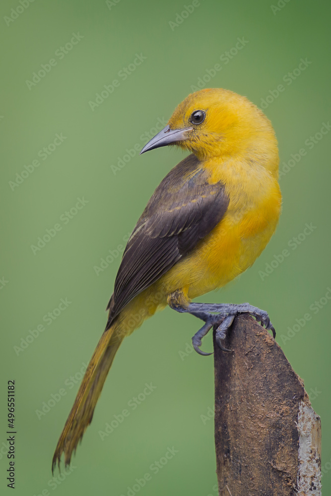 Fototapeta premium El amarillo en la naturaleza