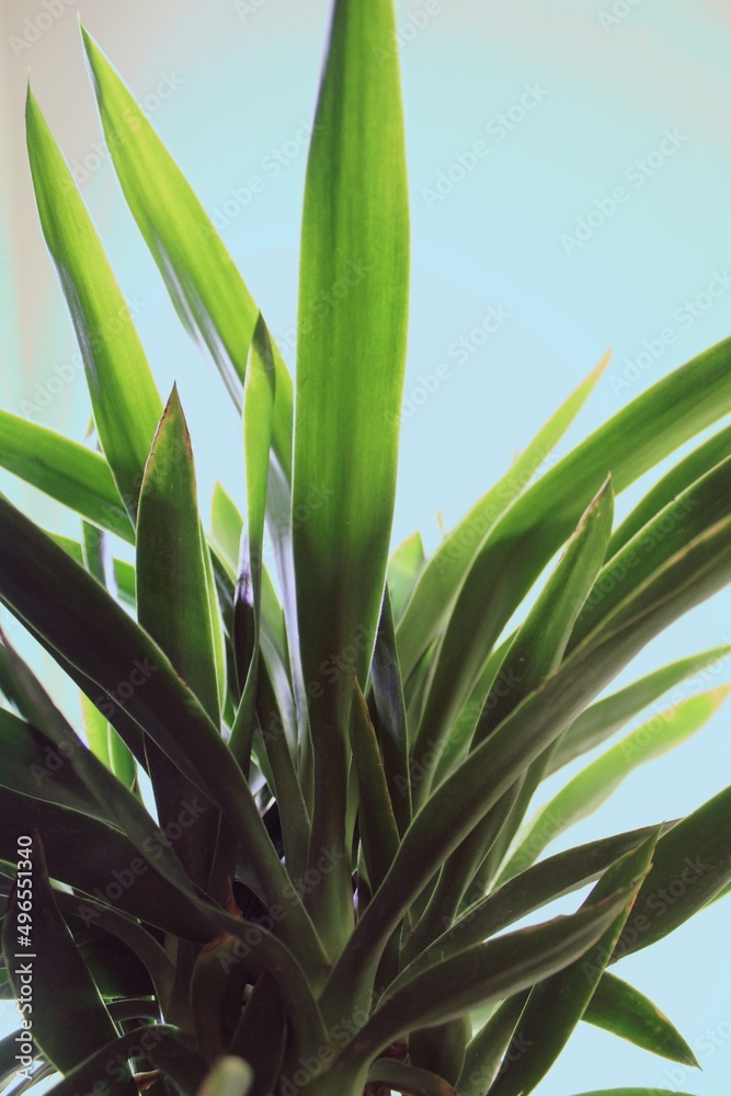 aloe vera plant aloe vera plant