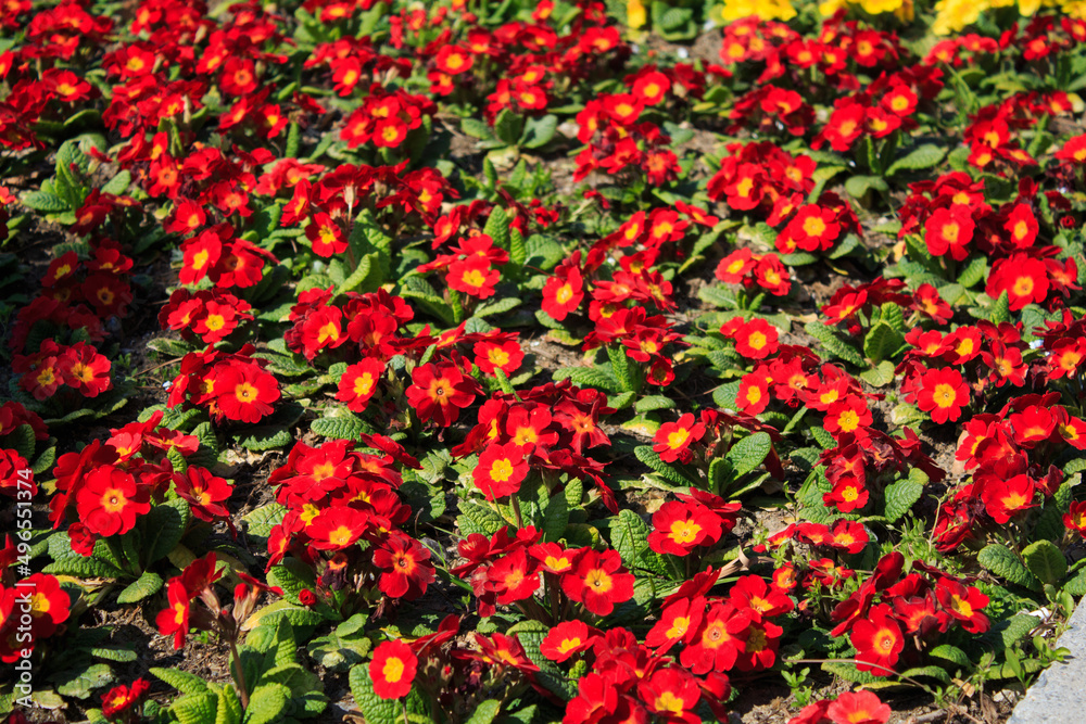 red flowers