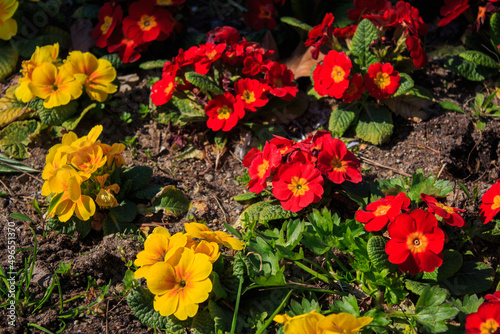 red and yellow flowers