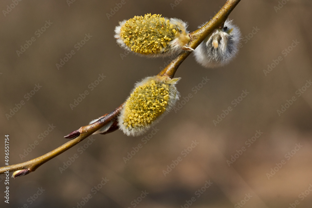 Spring. The willow (lat. Salix) blossoms, the earrings - inflorescences have blossomed. Spring. The willow (lat. Salix) blossoms, the earrings - inflorescences have blossomed.