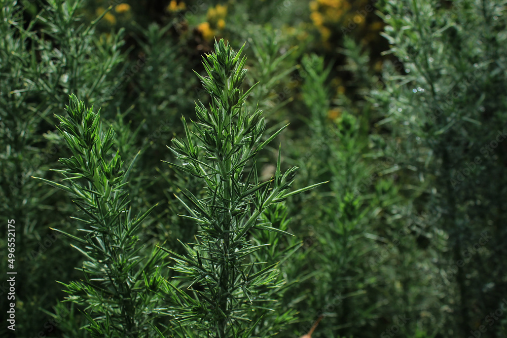 Plantas, naturaleza, verde, arbusto, amarillo, fondo, hojas, tierra, aire. Plantas, naturaleza, verde, arbusto, amarillo, fondo, hojas, tierra, aire.