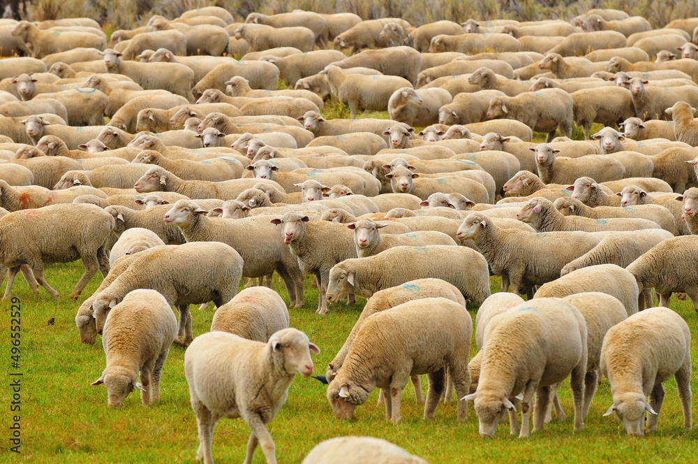 Fototapeta premium A flock of sheep grazing on the green fields by the road to Bodie State Historic Park, a gold rush ghost town located east of the Sierra Nevada of California, western USA