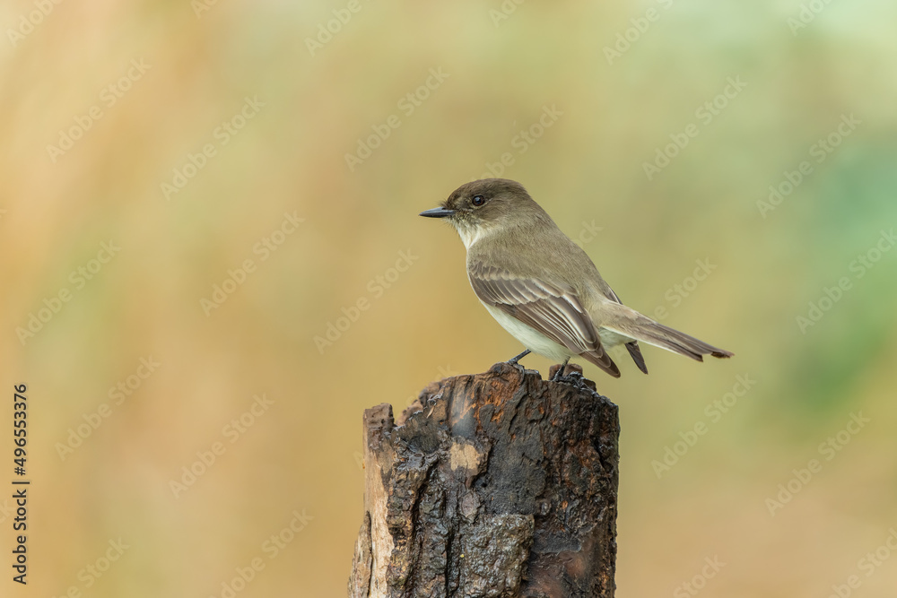 Eastern Phoebe