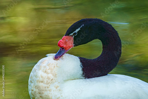 Black-necked Swan photo