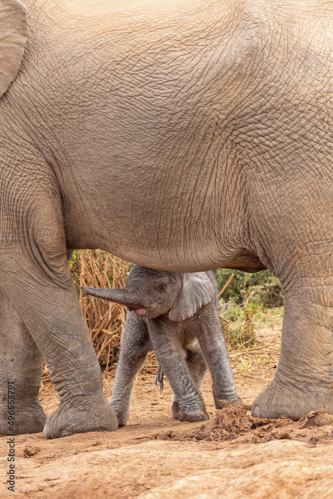 Fototapeta premium Tiny elephant calf with mother, Addo Elephant National Park